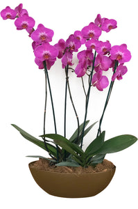 Arreglo 4 varas de Orquideas altas Fucsia en matera plastica blanca (AMP)