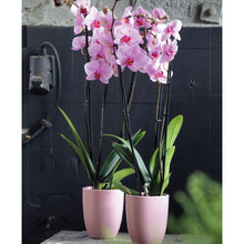 Cargar imagen en el visor de la galería, Orquidea alta dos tallos Rosa Roja con matera plastica decorativa(MP)
