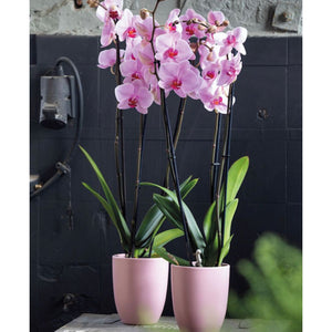 Orquidea alta dos tallos Rosa Roja con matera plastica decorativa(MP)