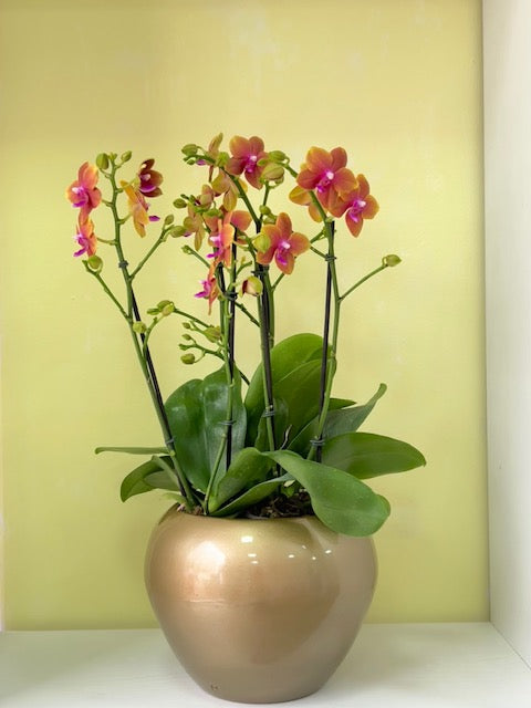 Arreglo naranja 6 varas de orquideas medianas en matera ceramica (AMC)