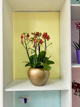 Cargar imagen en el visor de la galería, Arreglo naranja 6 varas de orquideas medianas en matera ceramica (AMC)
