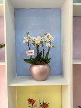 Cargar imagen en el visor de la galería, Arreglo Blanco 6 varas orquideas medianas en matera ceramica (AMC)
