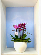 Cargar imagen en el visor de la galería, Arreglo Fucsia 6 varas orquideas medianas en matera ceramica (AMC)
