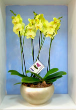 Cargar imagen en el visor de la galería, Arreglo 4 varas de Orquideas altas amarillas en matera ceramica(AMC)
