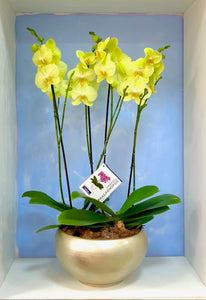 Arreglo 4 varas de Orquideas altas amarillas en matera ceramica(AMC)
