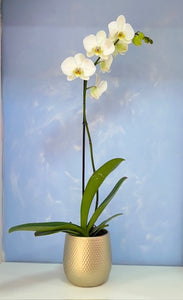 ORQUÍDEA UN TALLO BLANCA - ELEGANZA (MC)