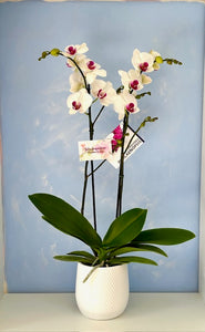 Orquidea Alta dos tallos Blanco punto Rojo con matera ceramica decorativa (MC)