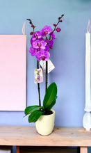 Cargar imagen en el visor de la galería, Orquidea alta dos tallos Rosa Roja con matera plastica decorativa(MP)
