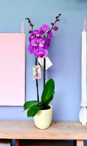 Orquidea alta dos tallos Rosa Roja con matera plastica decorativa(MP)