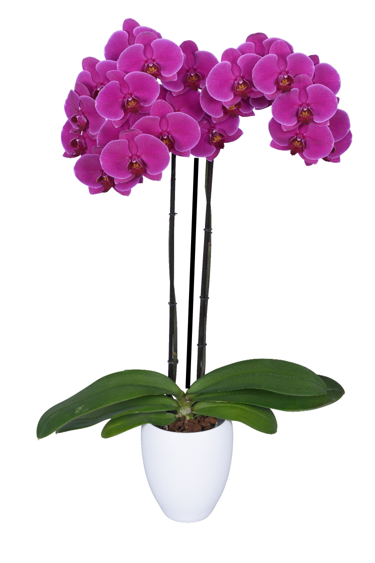 ORQUIDEA TRES TALLOS MORADO - TEMPLANZA (MC)