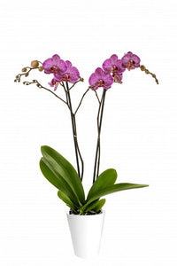 Orquidea alta dos tallos Rosa Lineas con matera plastica decorativa(MP) (MP)