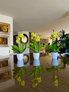 ORQUIDEA MEDIANA PURA AMAR + EN MATERA PLASTICA DECORATIVA(MP)