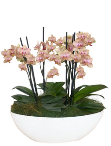Arreglo 4 o 6 varas de Orquideas medianas en matera plastica blanca (AMP)