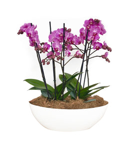 Arreglo 4 o 6 varas de Orquideas medianas en matera plastica blanca (AMP)