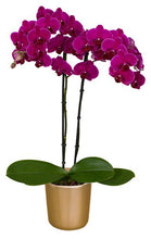 Cargar imagen en el visor de la galería, Orquidea Alta dos tallos Fucsia con matera ceramica decorativa (MC)
