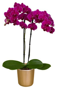 Orquidea Alta dos tallos Fucsia con matera ceramica decorativa (MC)