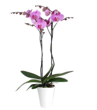 Cargar imagen en el visor de la galería, Orquidea alta dos tallos Rosa Roja con matera plastica decorativa(MP)
