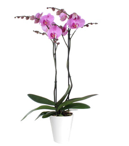 Orquidea alta dos tallos Rosa Roja con matera plastica decorativa(MP)