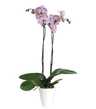 Cargar imagen en el visor de la galería, Orquidea alta dos tallos Lila Print con matera plastica decorativa(MP) (MP)
