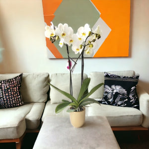 Orquidea Alta dos tallos Blanca Deluxe con matera ceramica decorativa (MC)