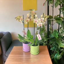 Cargar imagen en el visor de la galería, Orquidea alta dos tallos Amarilla con matera plastica decorativa(MP)
