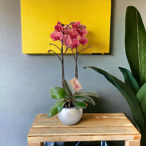 Orquidea Alta dos tallos Coral con matera ceramica decorativa (MC)