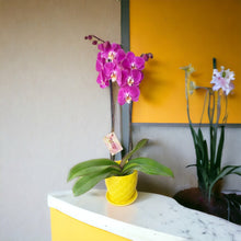 Cargar imagen en el visor de la galería, Orquidea alta dos tallos Morada Perfection con matera plastica decorativa(MP) (MP)
