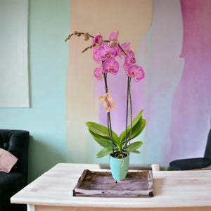Orquidea alta dos tallos Rosa Lineas con matera plastica decorativa(MP) (MP)