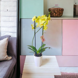 Orquidea alta dos tallos Amarilla con matera plastica decorativa(MP)