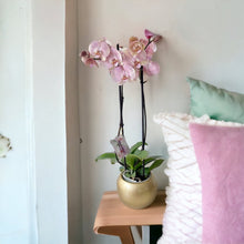 Cargar imagen en el visor de la galería, Orquidea Alta dos tallos Pastel Rose con matera ceramica decorativa (MC)
