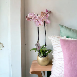 Orquidea Alta dos tallos Pastel Rose con matera ceramica decorativa (MC)