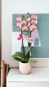 Orquidea alta dos tallos Multi Rose con matera plastica decorativa(MP) (MP)