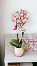 Cargar imagen en el visor de la galería, Orquidea alta dos tallos Multi Rose con matera plastica decorativa(MP) (MP)
