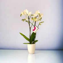 Cargar imagen en el visor de la galería, Orquidea alta dos tallos blanca pura matera plastica decorativa(MP)
