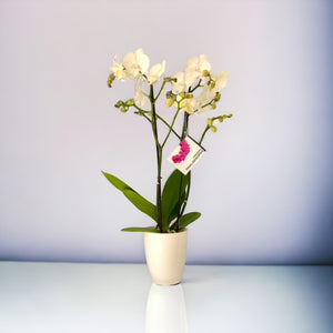 Orquidea alta dos tallos blanca pura matera plastica decorativa(MP)