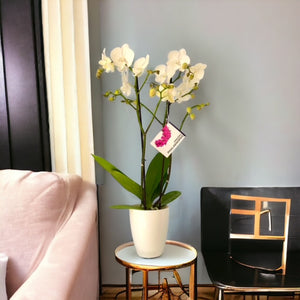Orquidea alta dos tallos blanca pura matera plastica decorativa(MP)