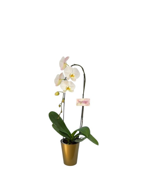Orquidea Cascada Blanca en matera plastica (MP)