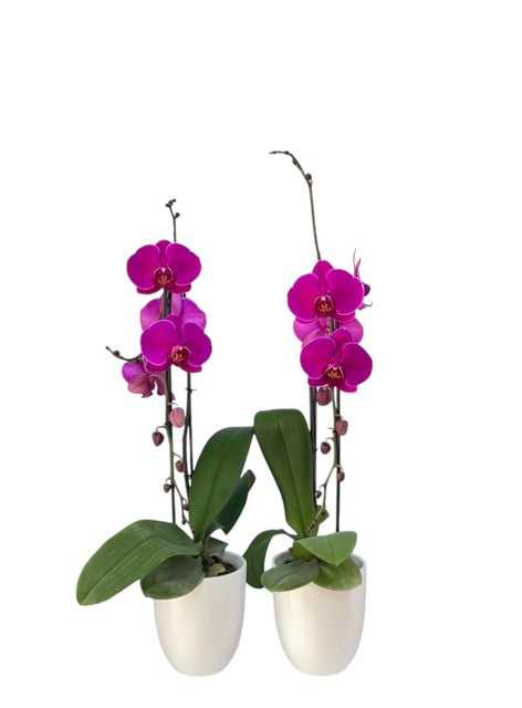 Orquidea Cascada Fucsia en matera plastica (MP)