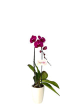 Cargar imagen en el visor de la galería, Orquidea Cascada Fucsia en matera plastica (MP)
