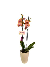 Cargar imagen en el visor de la galería, Orquidea Alta dos tallos Naranja con matera ceramica decorativa (MC)
