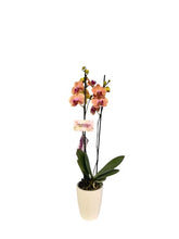 Cargar imagen en el visor de la galería, Orquidea alta dos tallos Naranja Alegria con matera plastica decorativa(MP)
