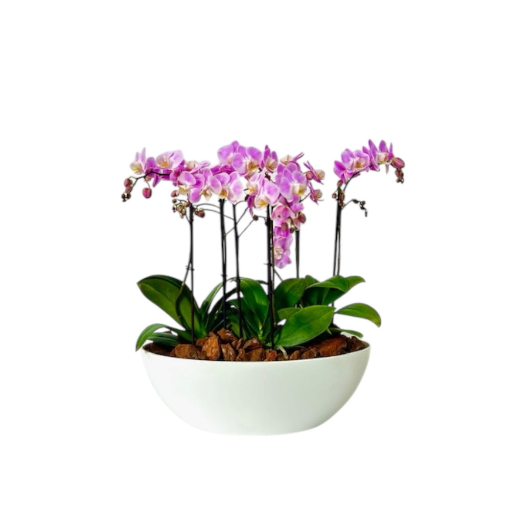 Arreglo 4 o 6 varas de Orquideas medianas en matera plastica blanca (AMP)