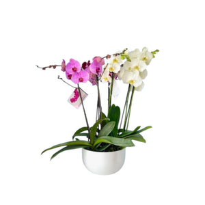 Arreglo 4 varas de Orquideas colores combinados en matera ceramica blanca (AMC)