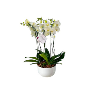Arreglo 4 varas de Orquideas altas Blancas en matera ceramica blanca (AMC)