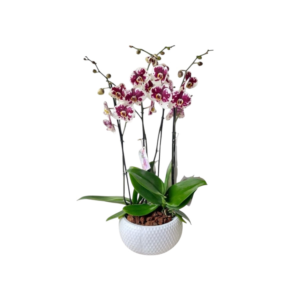 Arreglo 4 varas de Orquideas altas Blanco mora en matera ceramica blanca (AMC)