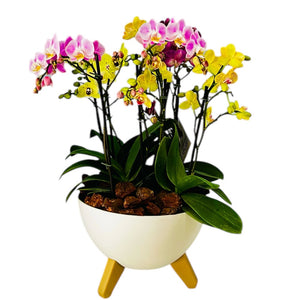 Arreglo 8 varas de Orquideas medianas combinadas en matera plastica blanca (AMP)