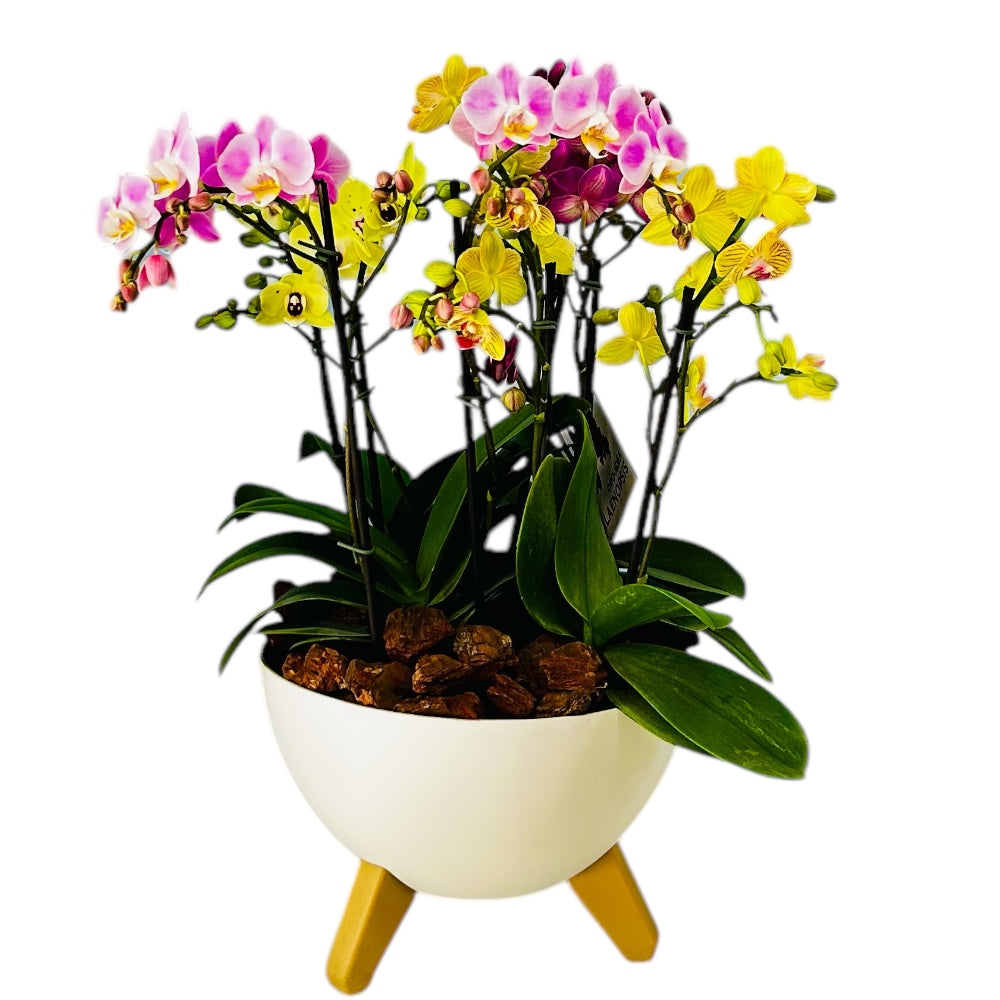 Arreglo 8 varas de Orquideas medianas combinadas en matera plastica blanca (AMP)