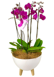 Arreglo 4 o 6  varas de Orquideas Fucsias altas en matera plastica blanca (AMP)