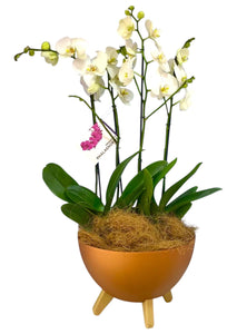 Arreglo 4 o 6  varas de Orquideas Blancas altas en matera plastica Bronce(AMP)