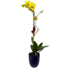 Cargar imagen en el visor de la galería, Orquidea un tallo Amarillo con Matera ceramica decorativa (MC)
